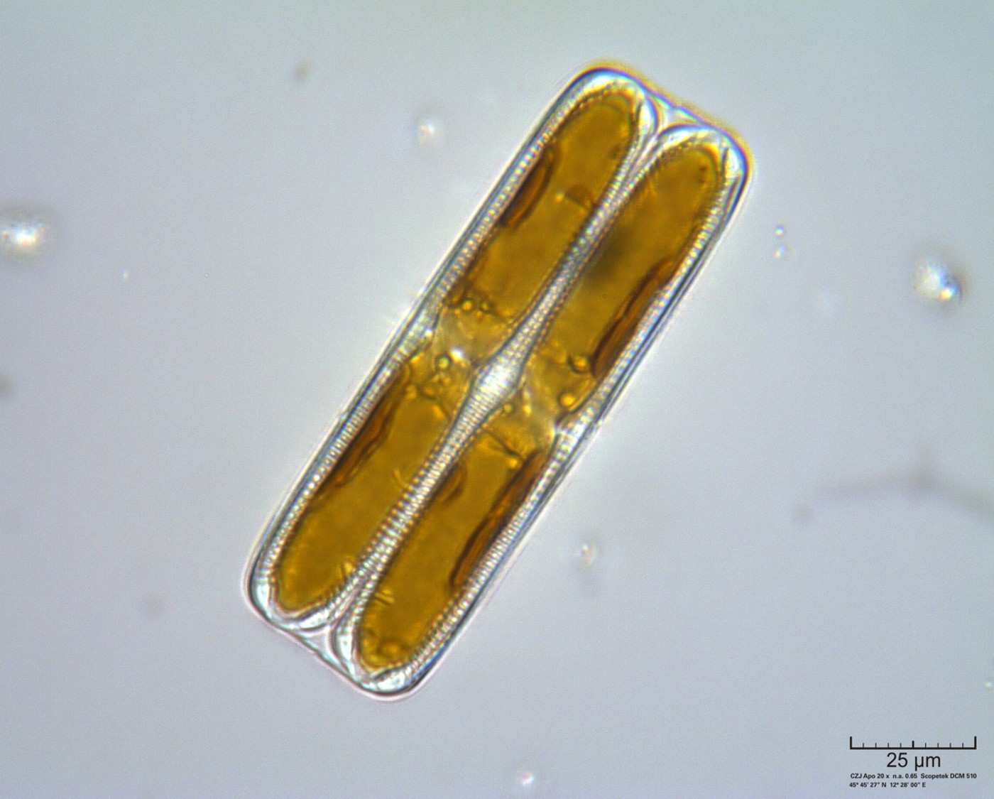 Pinnularia